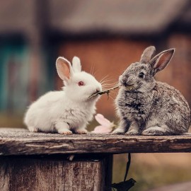 Jeunes lapins: comment s’en occuper ?