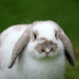 Que devez-vous savoir avant d’accueillir un lapin chez vous?