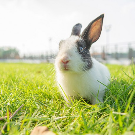 Choses à faire lorsque vous laissez votre lapin sur la pelouse