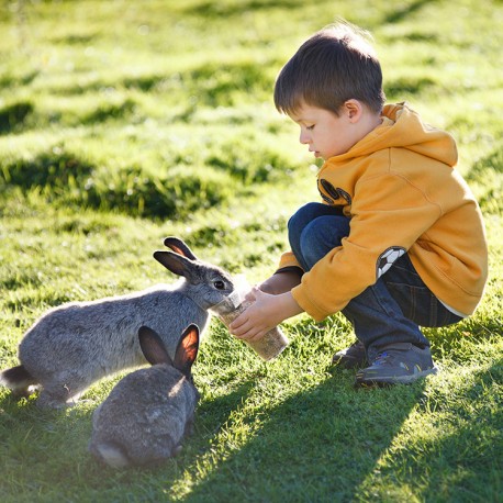 En quoi consiste une alimentation saine pour votre lapin