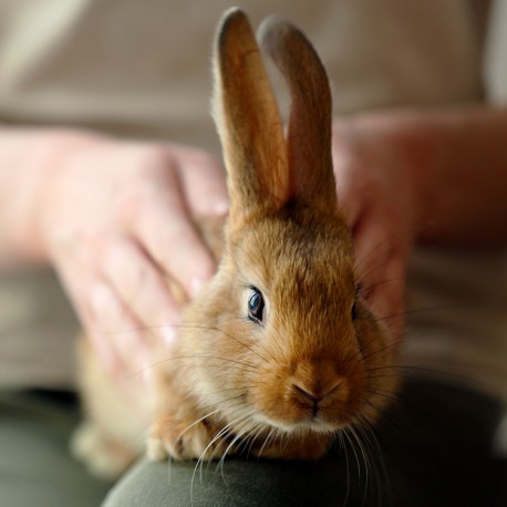 Puis-je entraîner un lapin à devenir propre ?