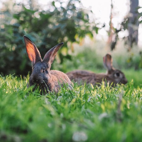 Comment protéger votre lapin de la chaleur