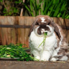 Quelles sont les cinq races de lapins les plus populaires?