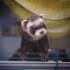 Un furet comme animal de compagnie : A quoi devez-vous vous attendre ?