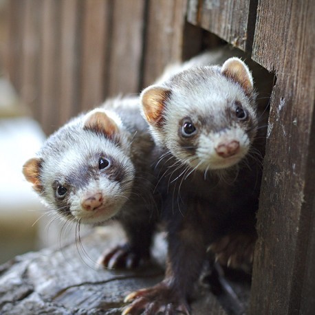 Que mange un furet? Suivez nos conseils!