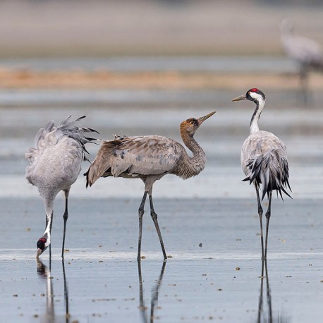 Sauvagines et grues