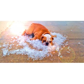 Comment protéger son chien de la chaleur ? Nos 5 conseils.