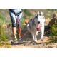 Canicross, agility, ... : quelles activités sportives faire avec son chien ?