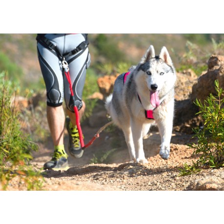 Canicross, agility, ... : quelles activités sportives faire avec son chien ?