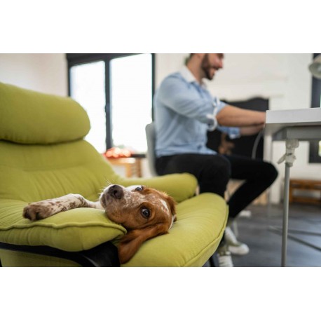 Travailler à domicile avec des animaux domestiques : votre guide pour une journée de travail agréable !