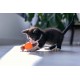 Soins des chatons 101 : conseils pratiques de vétérinaires pour votre petit compagnon