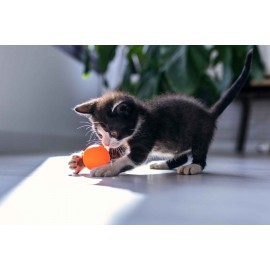 Soins des chatons 101 : conseils pratiques de vétérinaires pour votre petit compagnon