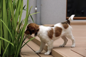 Apprentissage de la propreté pour le chiot