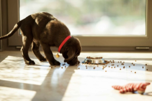 Soins aux chiots 101 : un guide pour le bien-être physique et mental