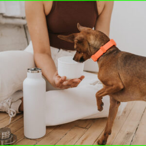 Bouteille de Voyage Dog & Me Blanc 0,7 L