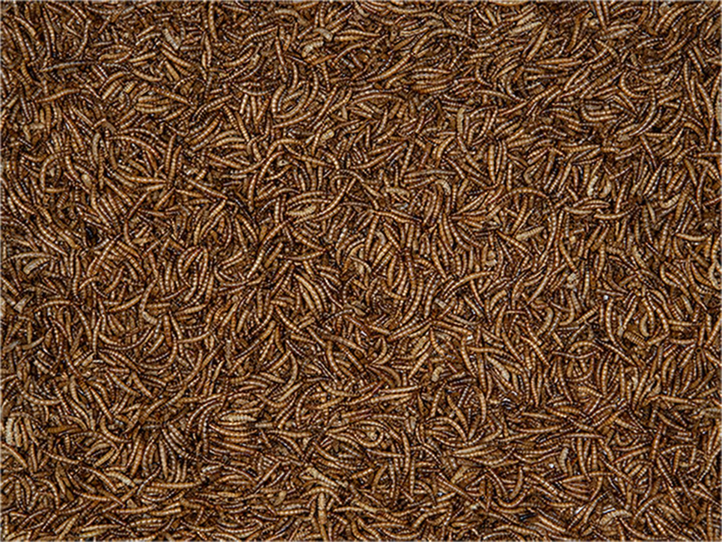 Vers de Farine Seau 750g – Image 3